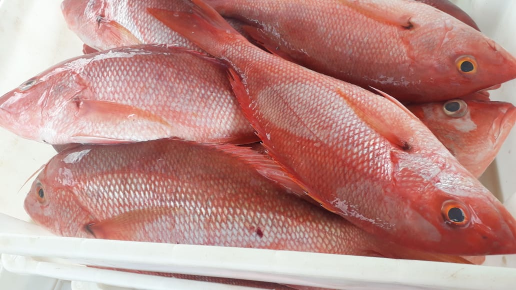 Pargo